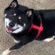 花子